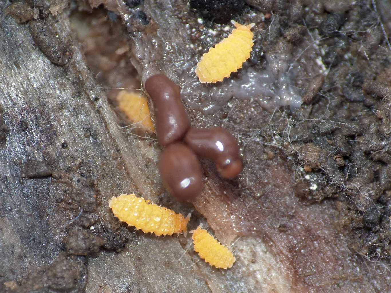 Bilobella aurantiaca